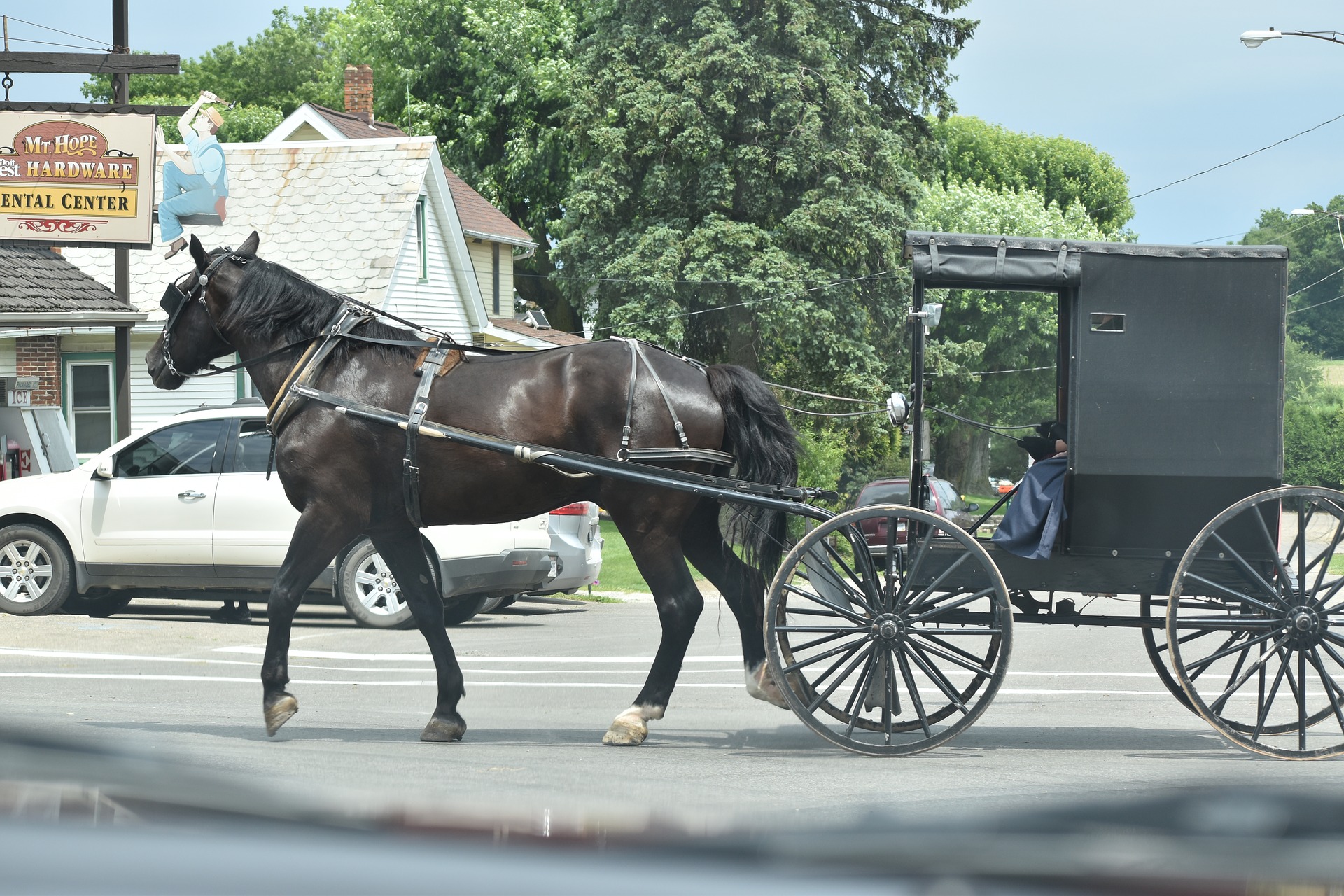 horse pulling a buggy